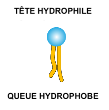 tête hydrophile - queue hydrophobe schema